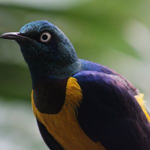Golden-Breasted Starling