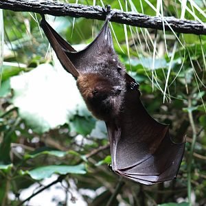 Rodrigues Flying Fox