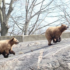 Galloping Grizzlies