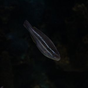 Striped Parrotfish