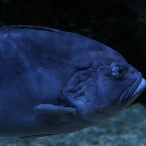 Blue-and-Yellow Grouper