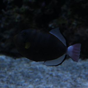 Pinktail Triggerfish