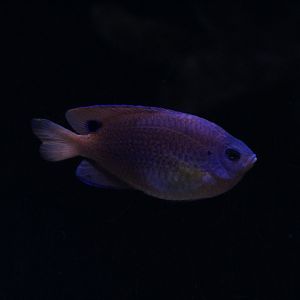 Princess Damselfish