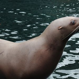 Steller's Sea Lion