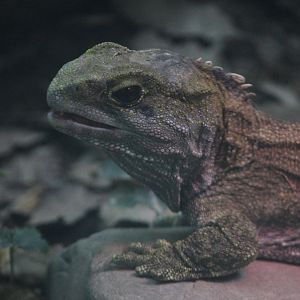 Tuatara, Victoria University Tuatara Enclosure