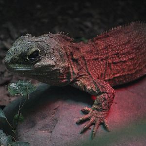 Tuatara, Victoria University Tuatara Enclosure