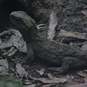 Tuatara, Victoria University Tuatara Enclosure