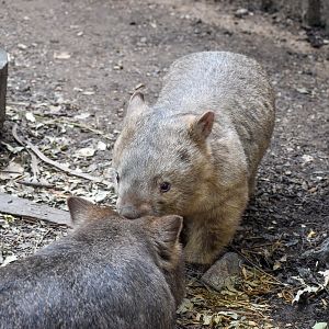 Common Wombats
