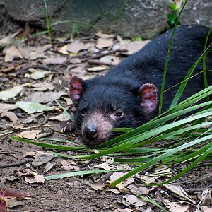 Tasmanian Devil