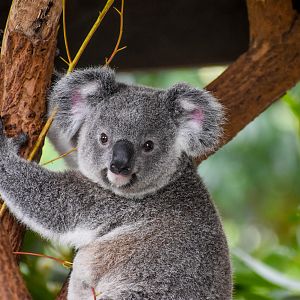 Koala Joey