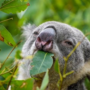 Koala eating Eucalyptus