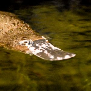 Platypus