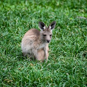 Eastern Grey Kangaroo Joey
