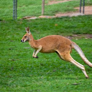 Hopping Red Kangaroo