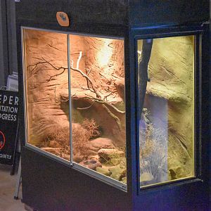 Spiny-tailed Monitor Enclosure