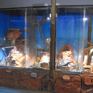 Desert Reptile Enclosures