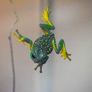 Magnificent Tree Frog on glass