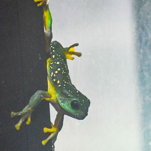 Magnificent Tree Frog