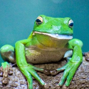 White-lipped Tree Frog