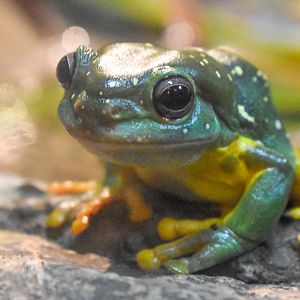 Magnificent Tree Frog