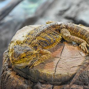 Central Bearded Dragon