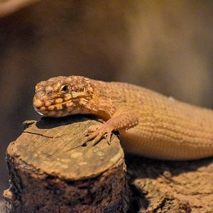 Hosmer's Skink