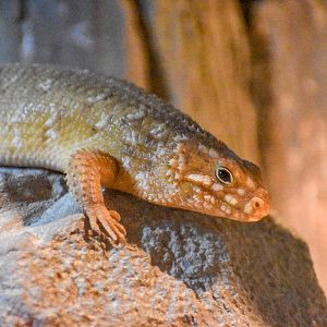 Hosmer's Skink