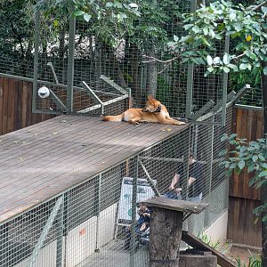 Dingo sitting on Visitor Tunnel