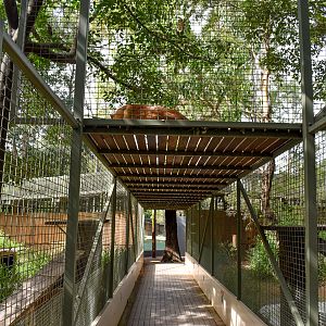 Visitor Tunnel (note the dingo sitting on top)