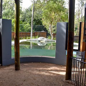 New Saltwater Crocodile Enclosure