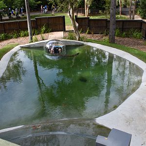 New Saltwater Crocodile Enclosure