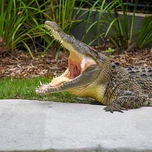 Saltwater Crocodile