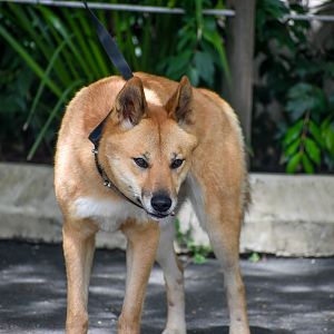 Dingo going for walk