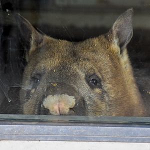 Southern Hairy-nosed Wombat peeking out of den