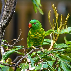 wild - Scaly-breasted Lorikeet