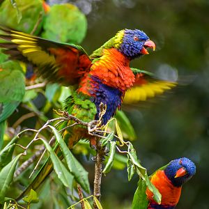 wild - Rainbow Lorikeets