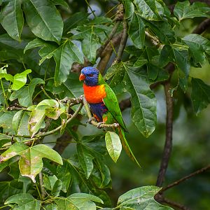 wild - Rainbow Lorikeet