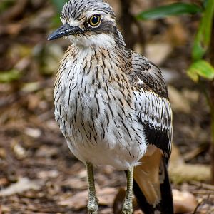 wild - Bush Stone-curlew