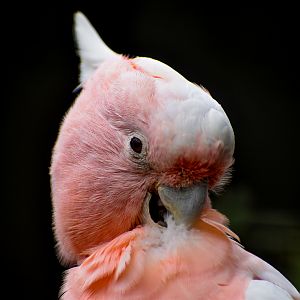 Major Mitchell Cockatoo