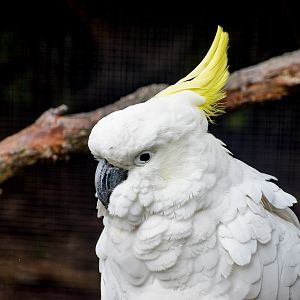 Sulphur-crested Cockatoo