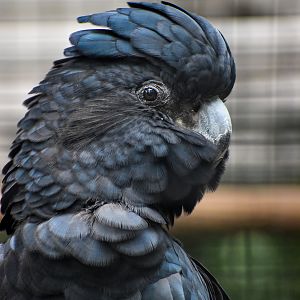 Red-tailed Black Cockatoo
