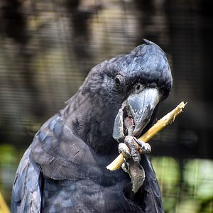 Red-tailed Black Cockatoo with stick