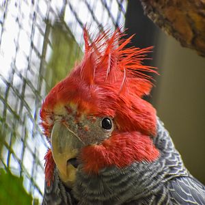 Gang-gang Cockatoo