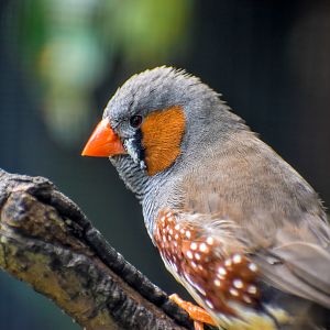 Zebra Finch
