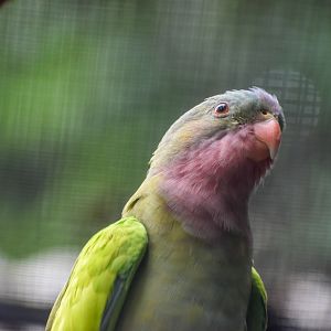 Princess Parrot