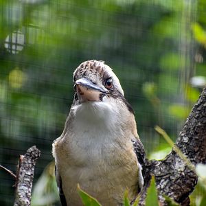 Laughing Kookaburra