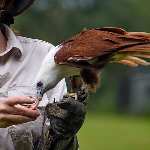 Brahminy Kite