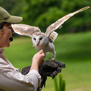 Eastern Barn Owl
