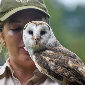Eastern Barn Owl