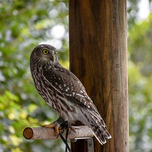 Barking Owl